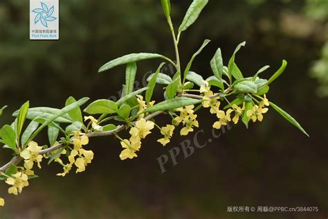 植物圖庫|PPBC中国植物图像库——最大的植物分类图片库